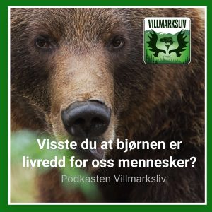 Bjørn er tema i Podkasten Villmarksliv. Nærbilde av bjørn.