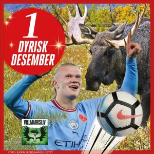 Dyrisk desember, julekaldner fra Podkasten Villmarksliv. Bildekolasje av Braut Håland, en elg, fotball og natur.