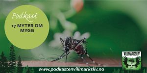 17 myter om mygg. Bilde av mygg som stikker.