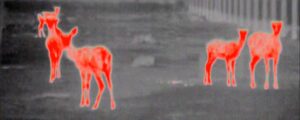 Rådyr filmet med termisk kamera/kikket. Røde reinsdyr på grå/sort/hvit bakgrunn.